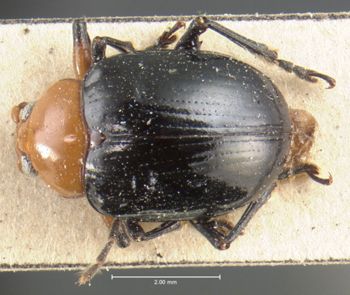 Media type: image; Entomology 9826   Aspect: habitus dorsal view